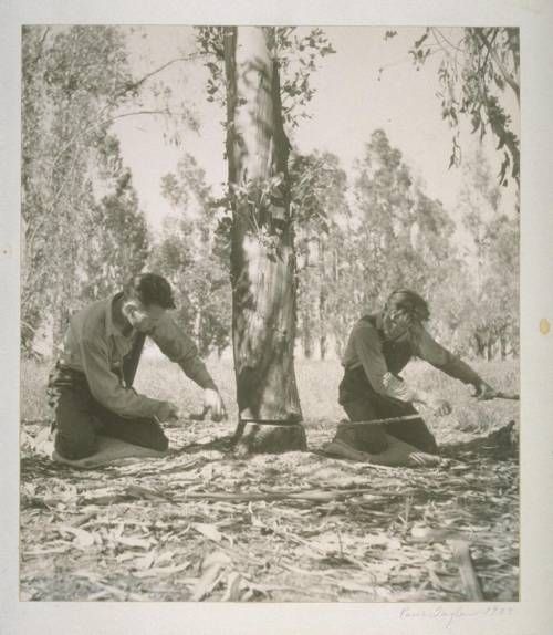 Two students sawing a tree